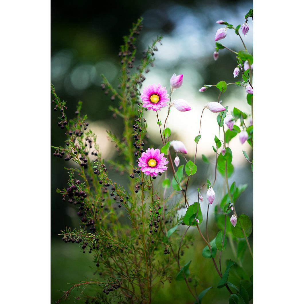 [PP1014] Scented Boronia and Everlasting paper-daisies print