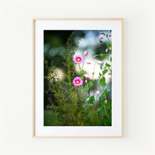 Load image into Gallery viewer, [PP1014] Scented Boronia and Everlasting paper-daisies print

