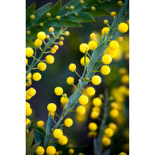 Load image into Gallery viewer, [PP1015] Flat Wattle print
