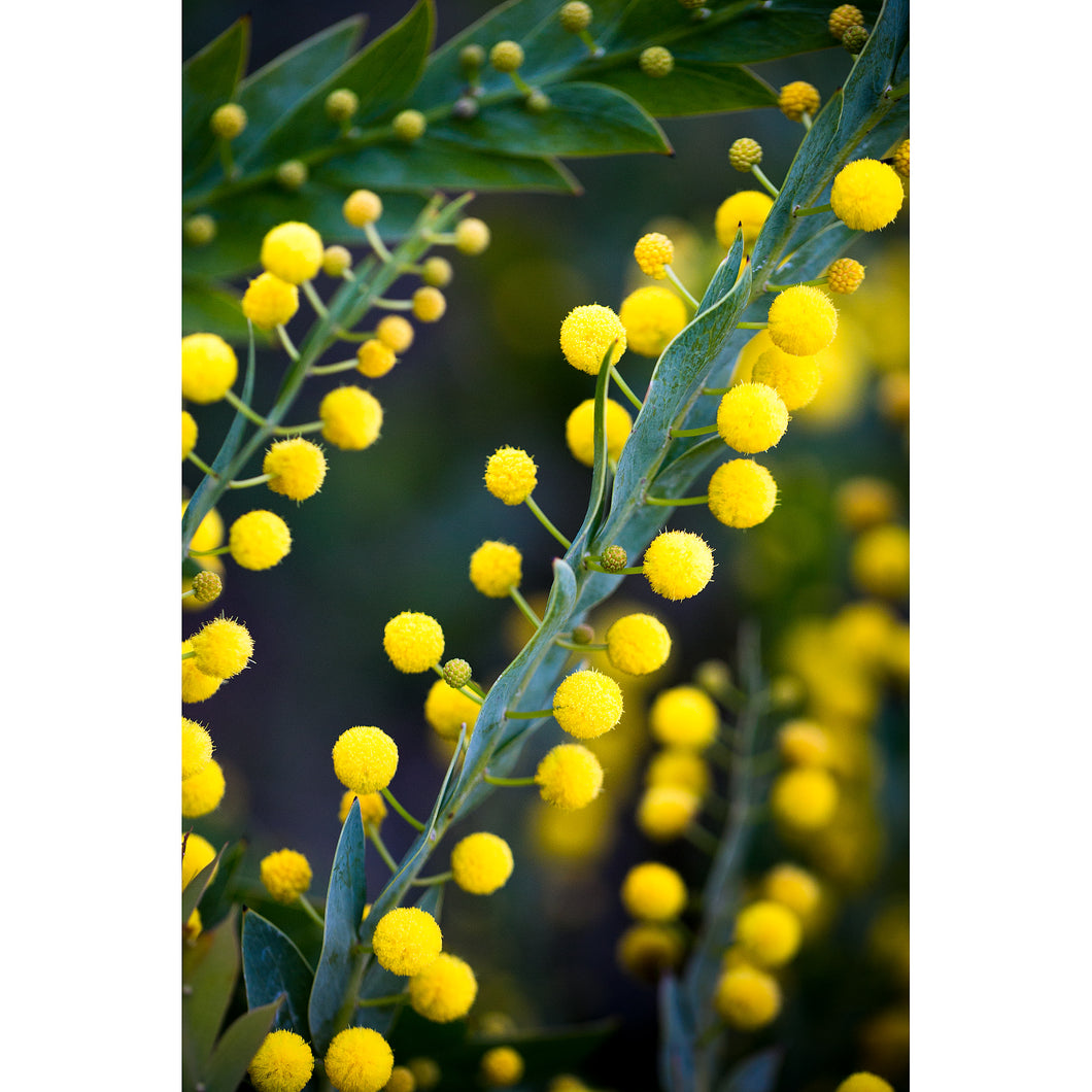 [PP1015] Flat Wattle print