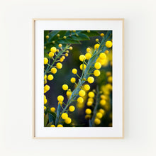 Load image into Gallery viewer, [PP1015] Flat Wattle print
