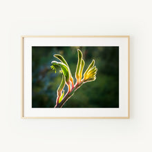 Load image into Gallery viewer, [PP1016] Kangaroo Paw ‘Anniversary Gold’ print
