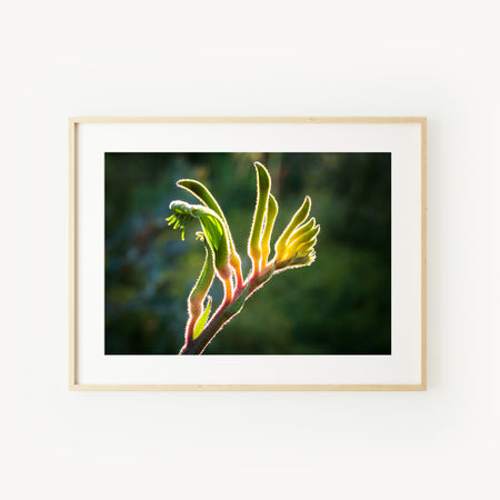 [PP1016] Kangaroo Paw ‘Anniversary Gold’ print