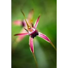 Load image into Gallery viewer, [PP1017] Carousel Spider Orchid print

