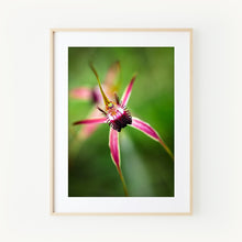 Load image into Gallery viewer, [PP1017] Carousel Spider Orchid print
