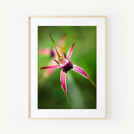 [PP1017] Carousel Spider Orchid print