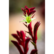 Load image into Gallery viewer, [PP1018] Red Kangaroo Paw print
