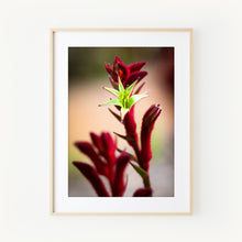 Load image into Gallery viewer, [PP1018] Red Kangaroo Paw print
