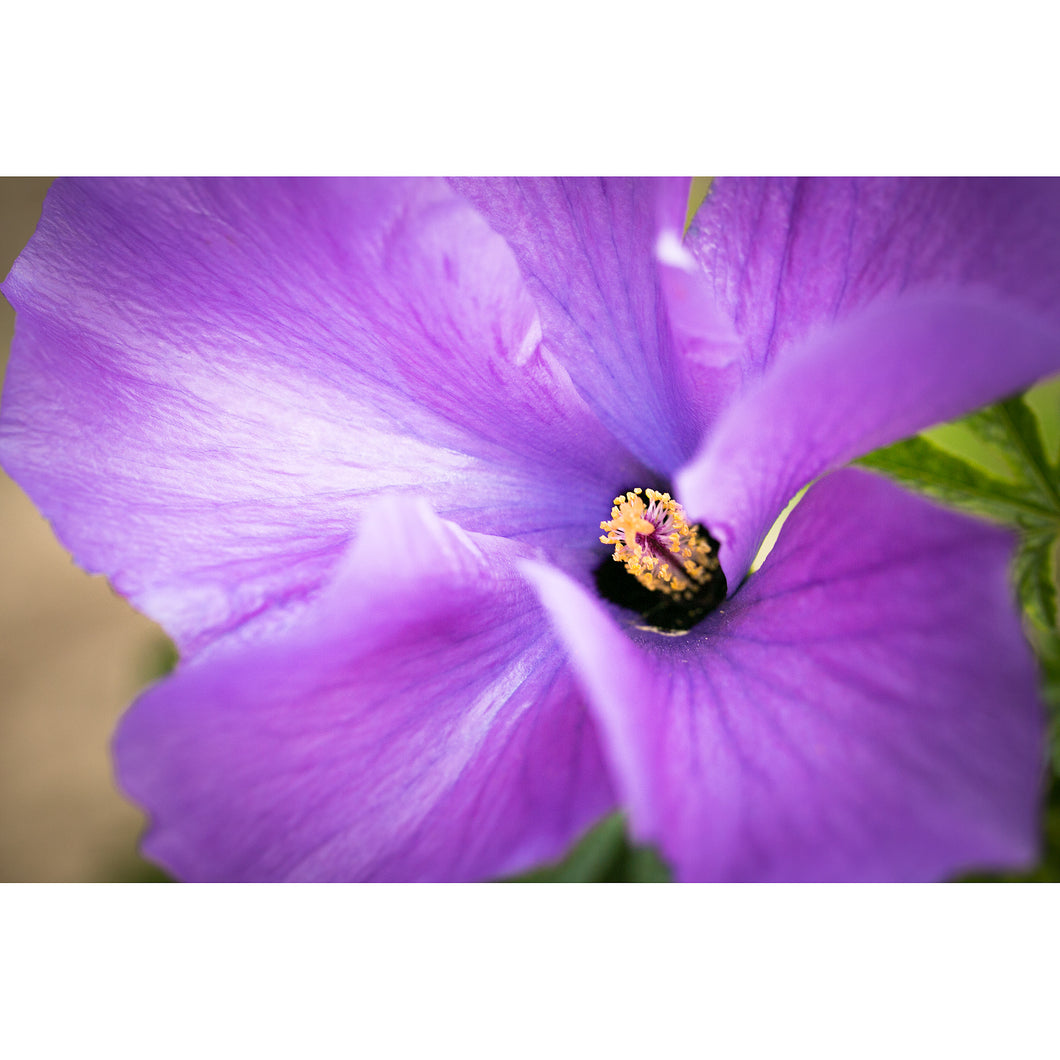[PP1020] Lilac Hibiscus print