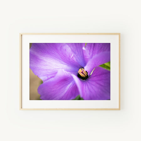 [PP1020] Lilac Hibiscus print