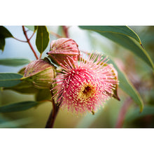 Load image into Gallery viewer, [PP1021] Ramel’s Mallee print
