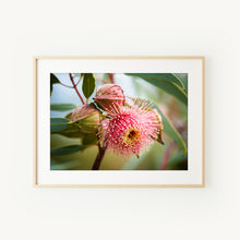 Load image into Gallery viewer, [PP1021] Ramel’s Mallee print
