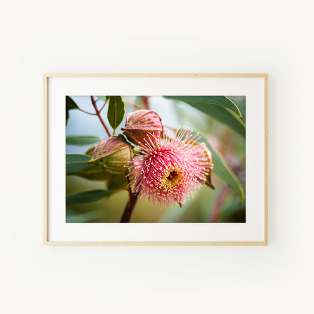 [PP1021] Ramel’s Mallee print