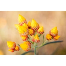 Load image into Gallery viewer, [PP1022] Orange Immortelle print
