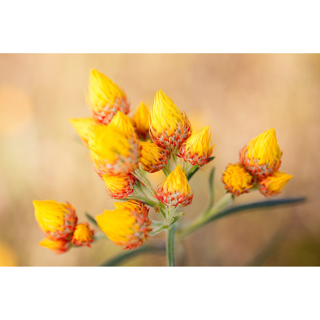 [PP1022] Orange Immortelle print
