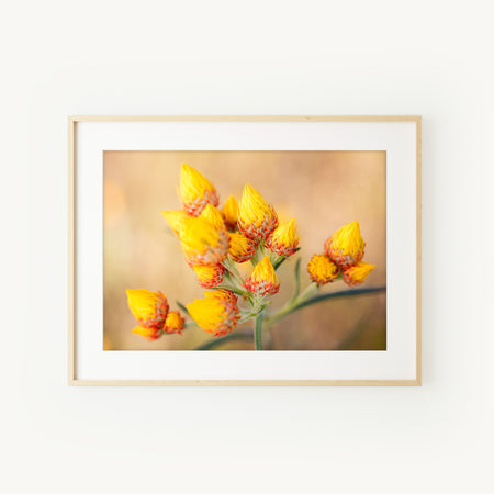 [PP1022] Orange Immortelle print