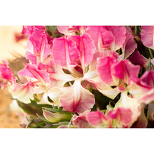 Load image into Gallery viewer, [PP1023] Wreath Leschenaultia print
