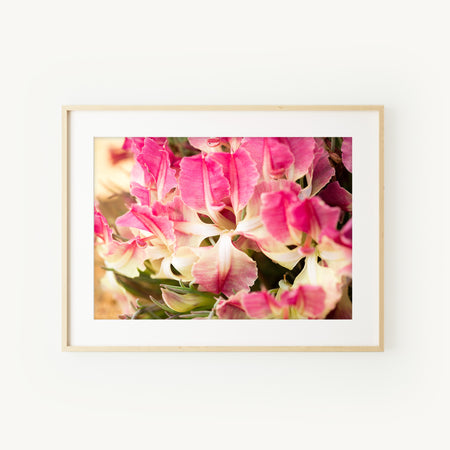 [PP1023] Wreath Leschenaultia print