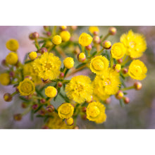Load image into Gallery viewer, [PP1025] Yellow Feather Flower print
