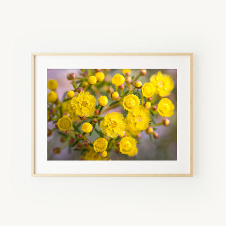 [PP1025] Yellow Feather Flower print