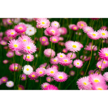 Load image into Gallery viewer, [PP1026] Pink Everlastings print
