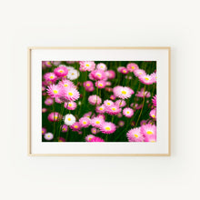 Load image into Gallery viewer, [PP1026] Pink Everlastings print
