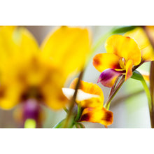 Load image into Gallery viewer, [PP1027] Pansy Orchid print
