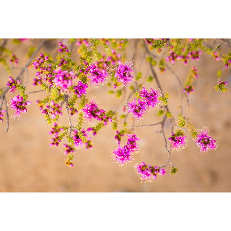 Silk modal scarf - pink purple Myrtle [PPSL1028]