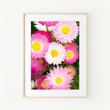 Load image into Gallery viewer, [PP1030] Everlasting paper-daisies print
