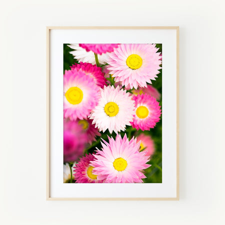 [PP1030] Everlasting paper-daisies print