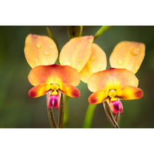 Load image into Gallery viewer, [PP1031] Common Donkey Orchid print
