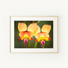 Load image into Gallery viewer, [PP1031] Common Donkey Orchid print
