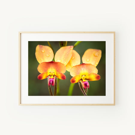 [PP1031] Common Donkey Orchid print
