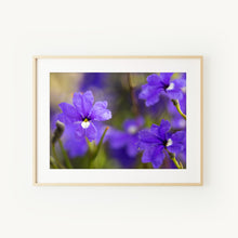 Load image into Gallery viewer, [PP1032] Dampiera lindleyi print
