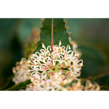 Load image into Gallery viewer, [PP1034] Prickly Hakea print
