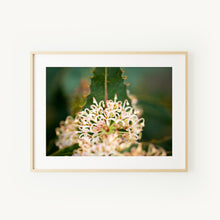Load image into Gallery viewer, [PP1034] Prickly Hakea print
