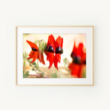 Load image into Gallery viewer, [PP1036] Sturt&#39;s Desert Pea print
