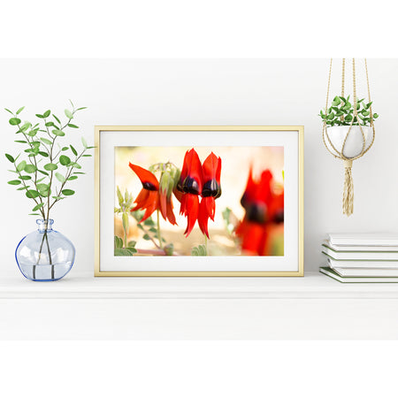 [PP1036] Sturt's Desert Pea print