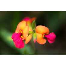 Load image into Gallery viewer, [PP1037] Large-flowered Flame Pea print

