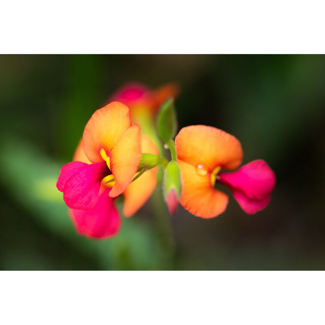 [PP1037] Large-flowered Flame Pea print