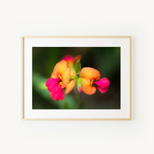 Load image into Gallery viewer, [PP1037] Large-flowered Flame Pea print

