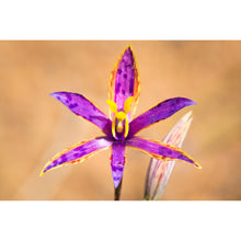 Load image into Gallery viewer, [PP1038] Queen of Sheba orchid print
