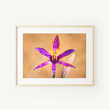Load image into Gallery viewer, [PP1038] Queen of Sheba orchid print
