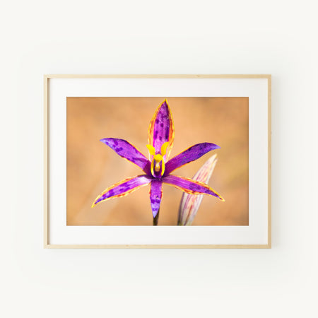 [PP1038] Queen of Sheba orchid print