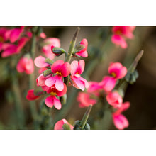 Load image into Gallery viewer, [PP1039] Sphaerolobium drummondii print
