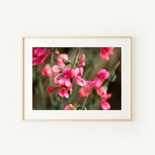 Load image into Gallery viewer, [PP1039] Sphaerolobium drummondii print
