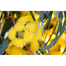 Load image into Gallery viewer, [PP1040] Illyarrie Red-capped Gum print
