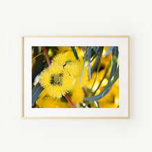 Load image into Gallery viewer, [PP1040] Illyarrie Red-capped Gum print
