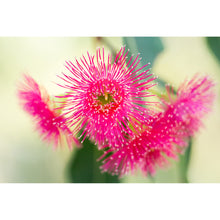Load image into Gallery viewer, [PP1042] Pink Marri print
