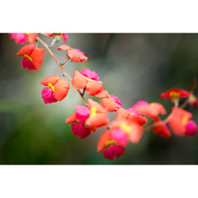 Load image into Gallery viewer, [PP1043] Flame pea print
